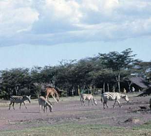 Amboseli national park near Oltukai lodge