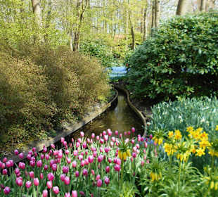 Blumenpracht im Keukenhof