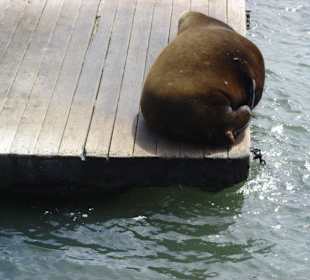 Sea lions@Pier 39 Fishermen's Wharf, San Francisco