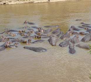 Jede Menge Hippos
