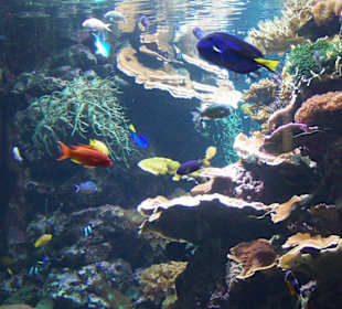 Riffaquarium