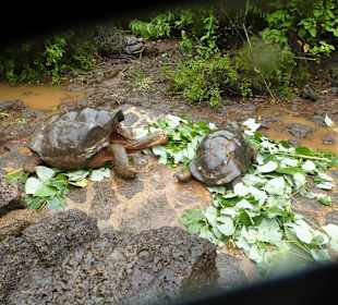 Futterzeit bei den Riesenschildkröten