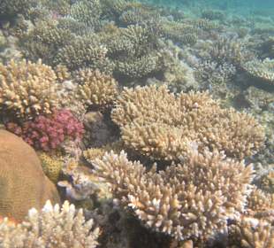 Сады кораллов