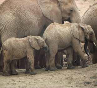 Auf Safari mit Damma Tours & Safaris