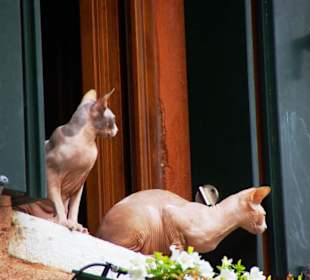 Nacktkatzen am Fenster