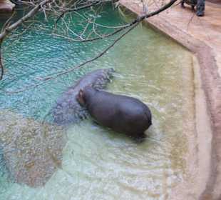 Afrykarium