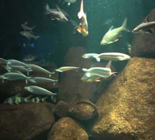 Aquarium
