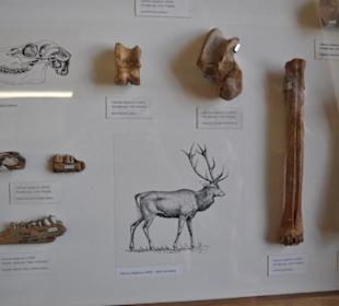 Národní muzeum