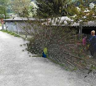 Alpen Wildpark Feld am See