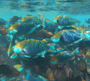 Schwarm Papageienfische