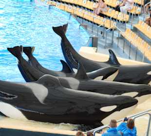 Die Orka Show! Deeer Waaahnsinn!