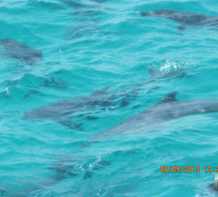 Mutter, Vater, Kind - Ein schwarm Delfine im Meer 