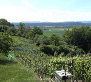 Früchtetrauf - Wurmlinger Kapellenwegle