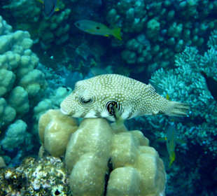 Weißfleck Kugelfisch