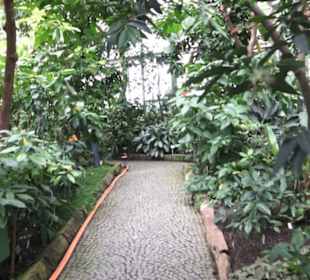 Tropenhaus - Schaugewächs -  Botanischer Garten