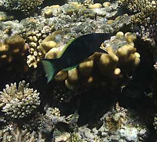 Schnorcheln Hurghada