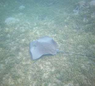 Schnorcheln Makadi Bay