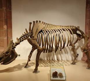 Naturhistorisches Museum