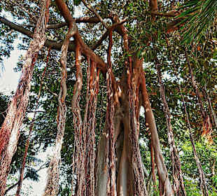 Botanischer Garten Puerto de la Cruz