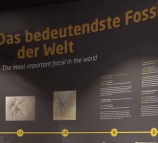 Dinosaurier Museum Altmühltal