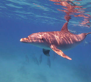 Delfintouren in Hurghada