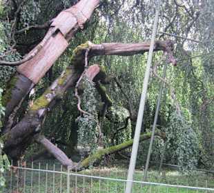 Lichtentaler Allee, gestützter Baum