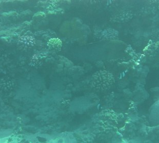 Подводный мир возле отеля