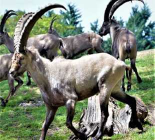 Steinböcke, kenne ich so nur aus den Bergen