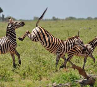 Amboseli