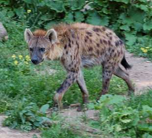 Fleckenhyäne