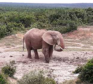 Addo Elephant Park