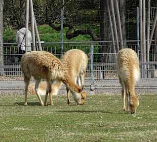 Wilhelma Blick vom Rosensteinpark