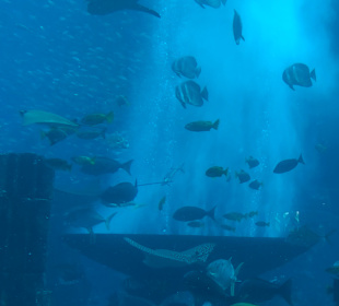 Dubai Aquarium