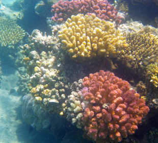 Korallen in diversen Farben