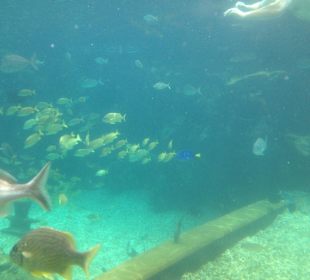 Disney's Typhoon Lagoon