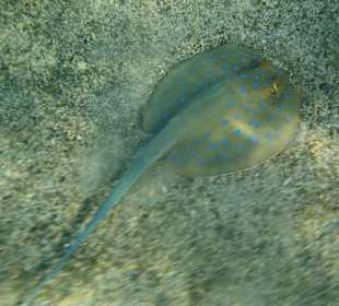 Blaupunktrochen am Südriff