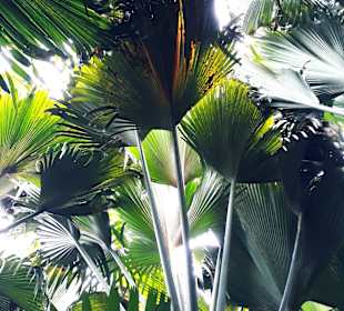 Nationalpark Valleé de Mai