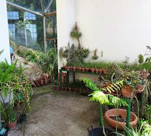 In den historischen Gewächshäusern des Gartens