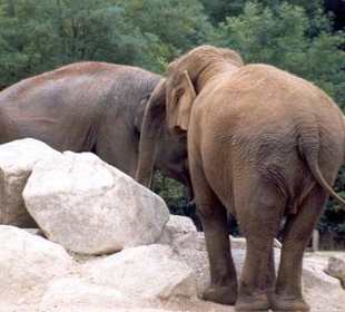 Elefanten im Tierpark Hellabrunn