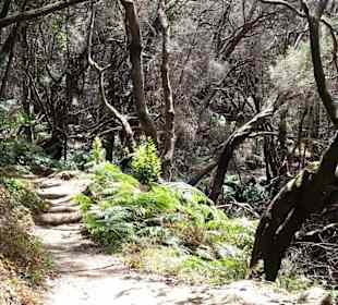 La Gomera - Regenwald