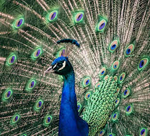 Pfau