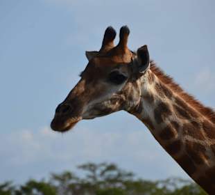 Hluhluwe-Imfolozipark