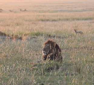 Masai Mara Safari 