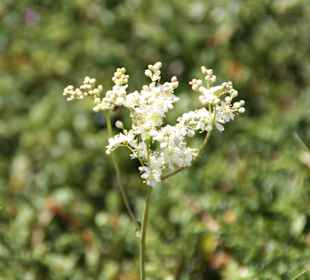 Blüten