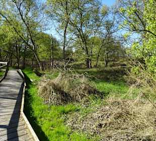 Impressionen vom Schwimmenden Moor