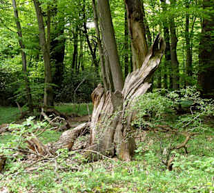 Im Urwaldbereich des Hasbruch
