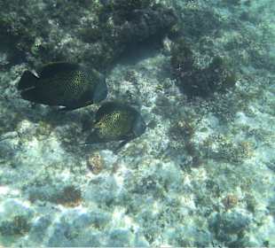 Unterwasserwelt am Strand Catalonia Riviera Maya
