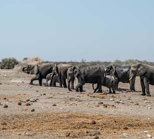 Elefantenherde, majestätisch schöne Tiere