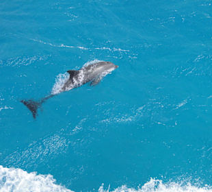 Richtung Giftun Insel