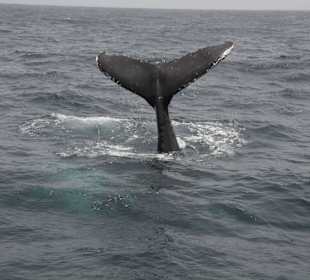 30.04.15 Boa Vista Tours Whale Watching